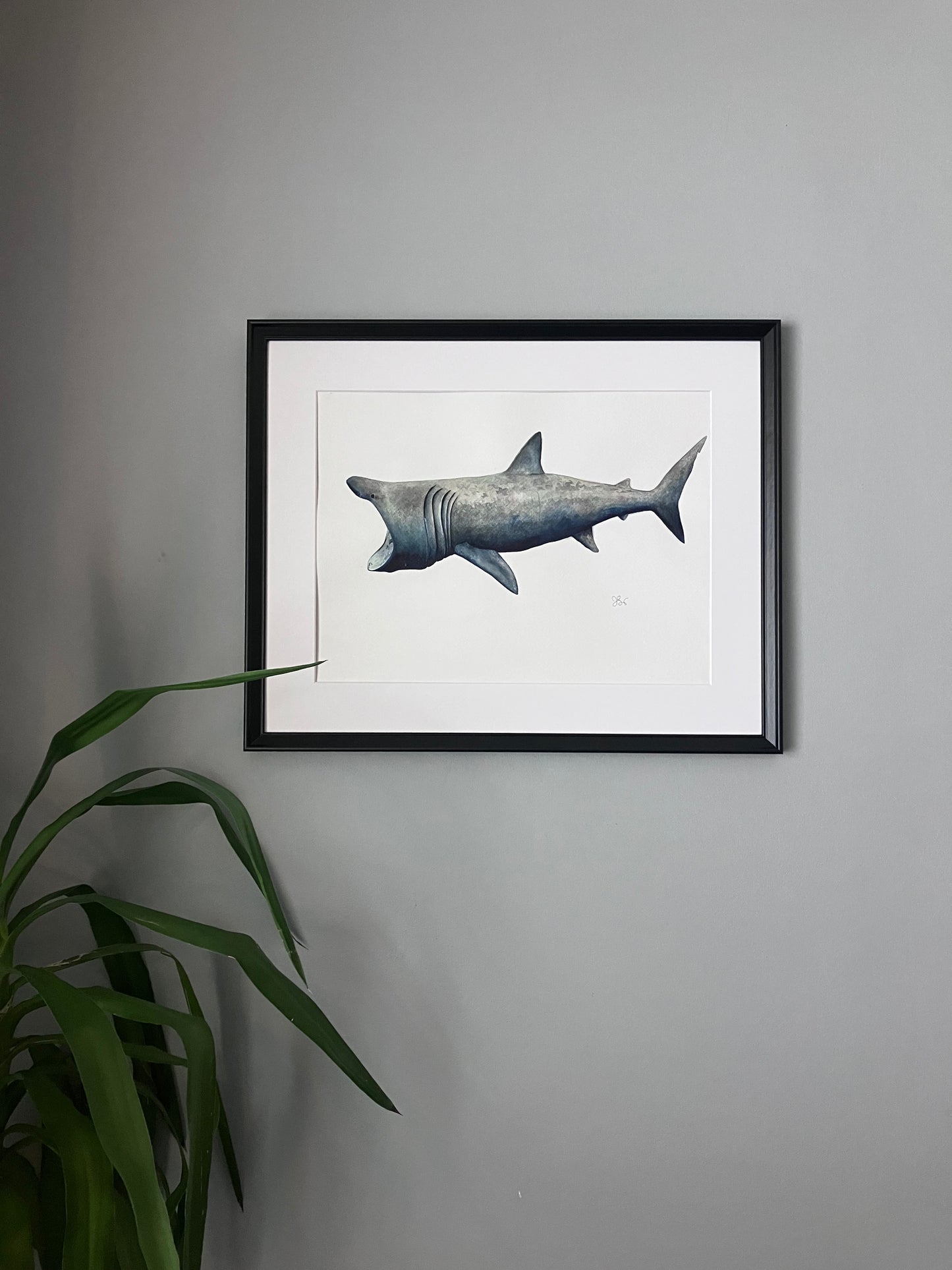 Basking shark | Brugd | Cetorhinus maximus