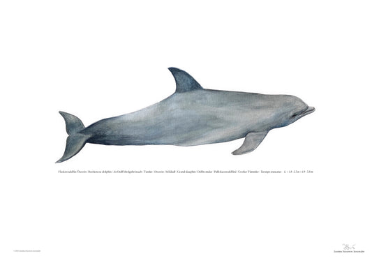 Flasknosdelfin | Bottlenose dolphin