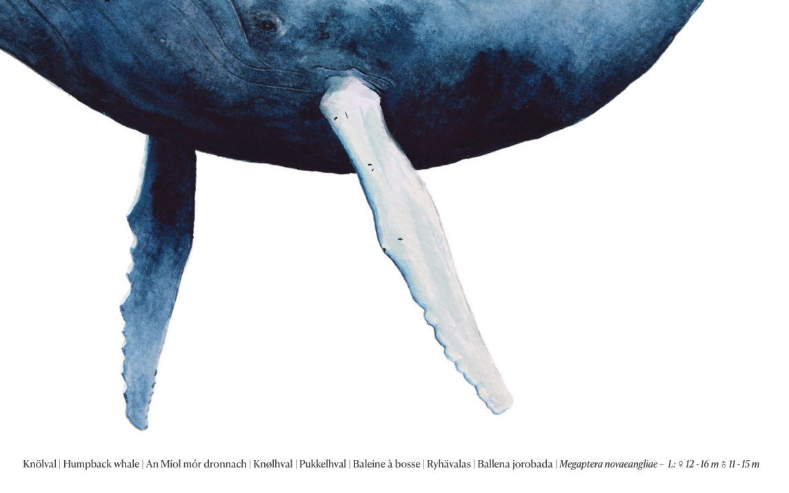 Knölval | Humpback whale