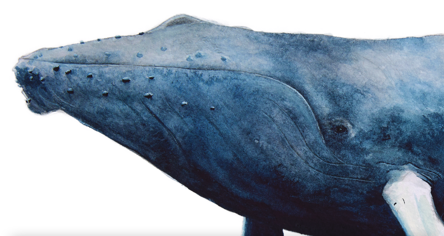 Knölval | Humpback whale