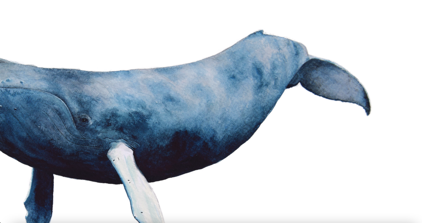 Knölval | Humpback whale