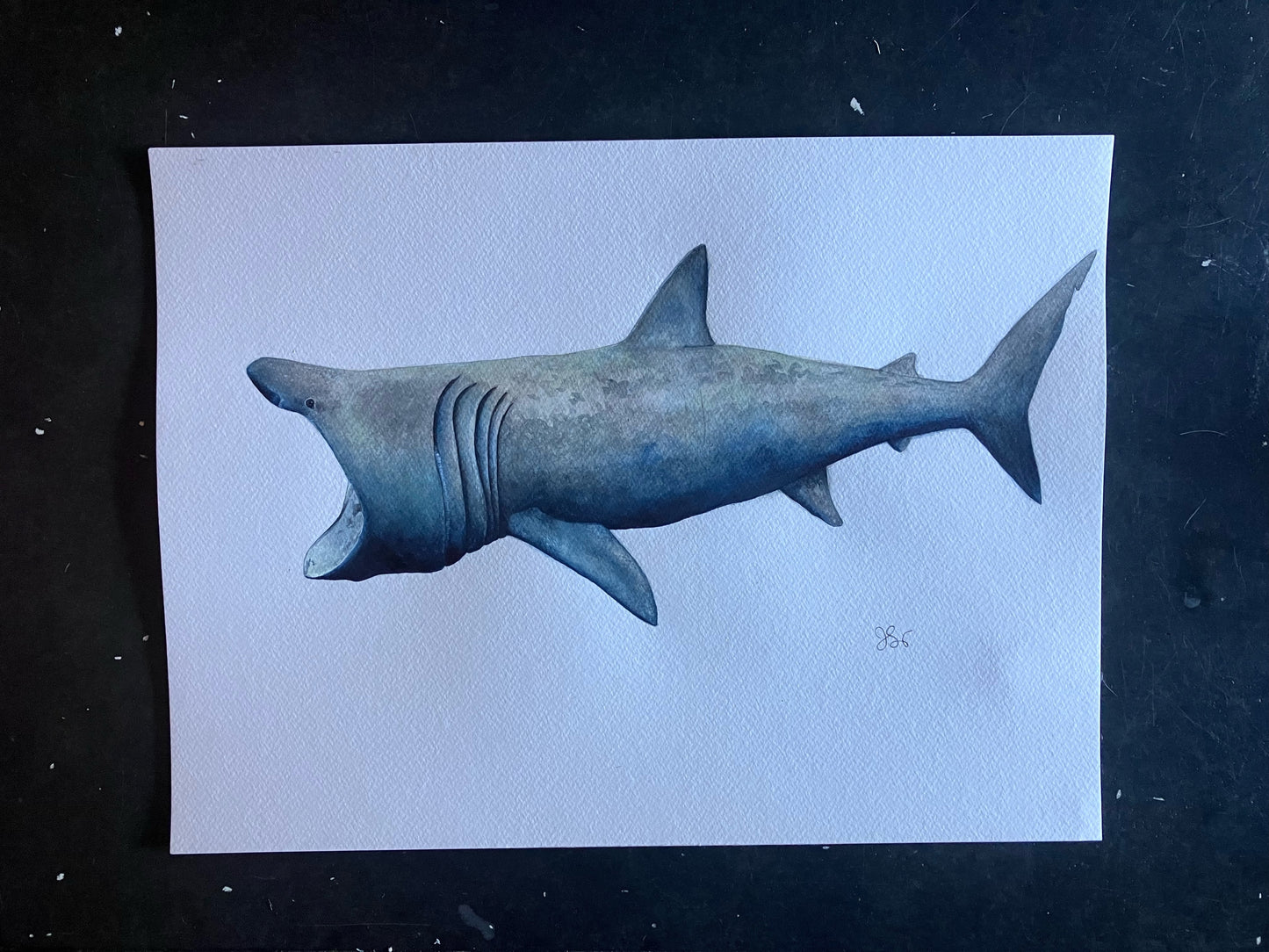 Basking shark | Brugd | Cetorhinus maximus