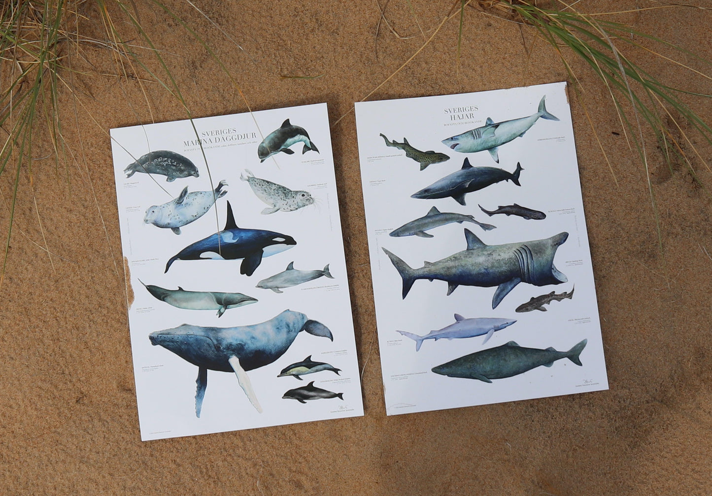 Sveriges Marina däggdjur | Marine mammals of Sweden