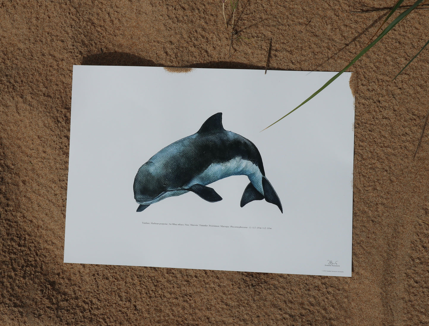 Tumlare | Harbour porpoise