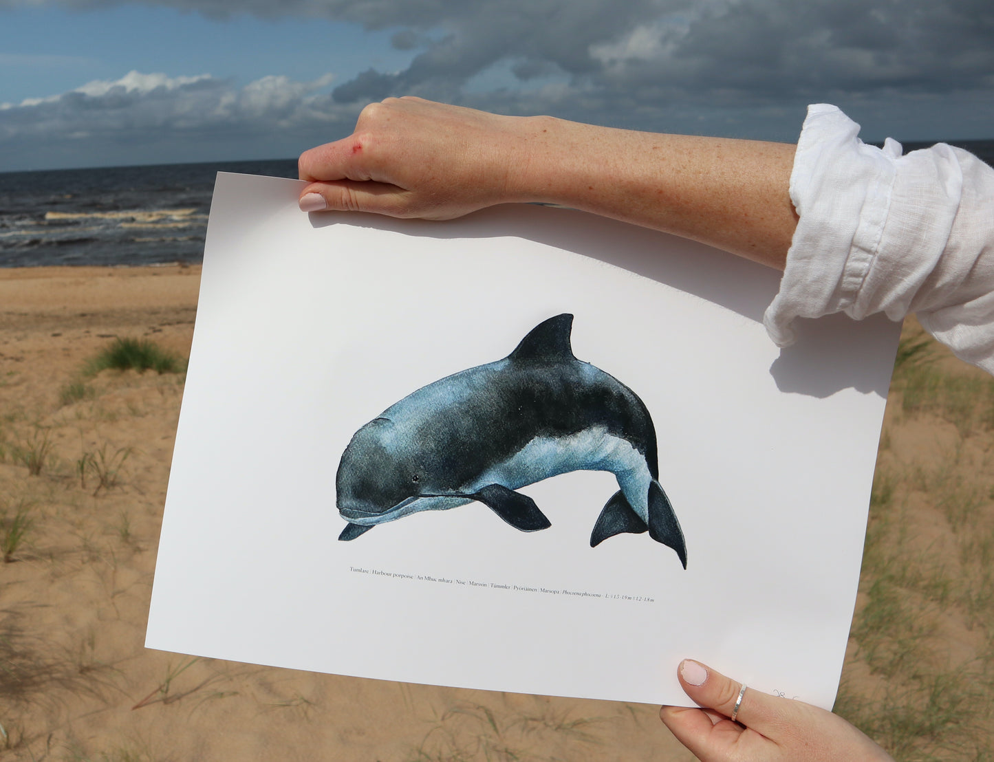 Tumlare | Harbour porpoise