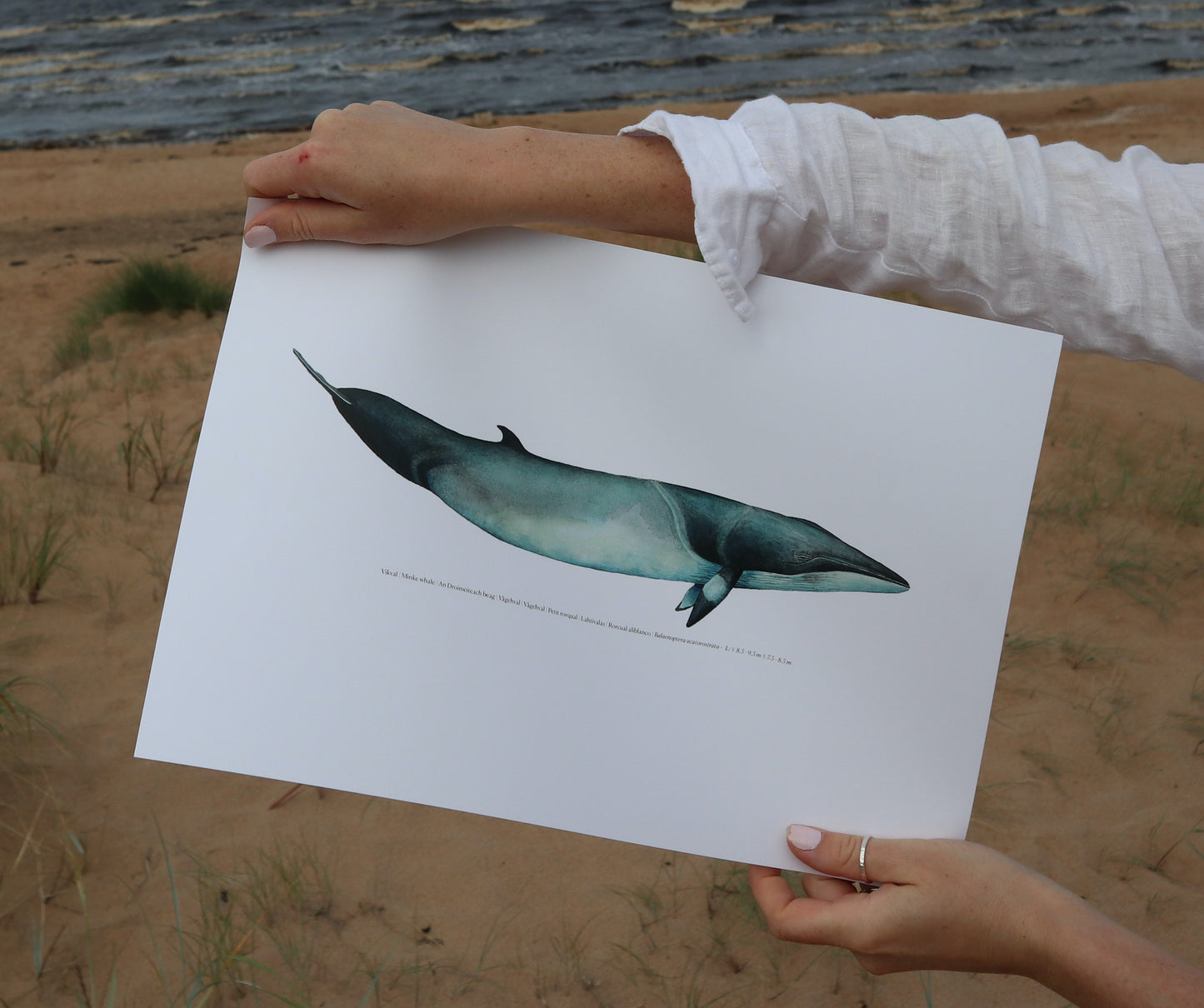 Vikval | Minke whale