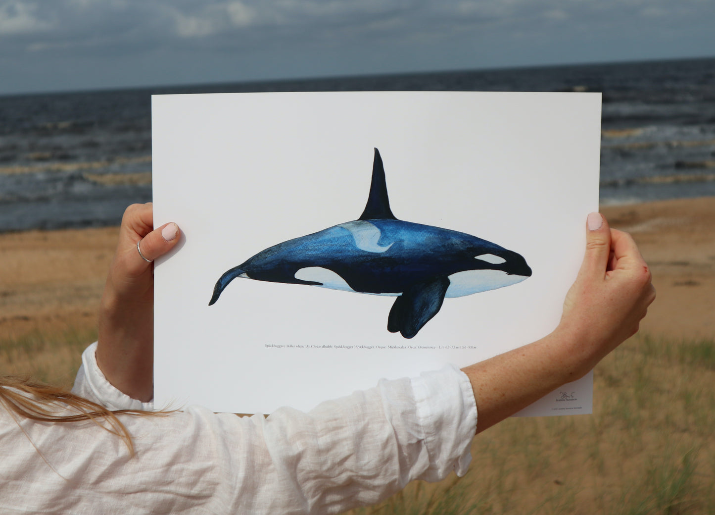 Späckhuggare | Killer whale