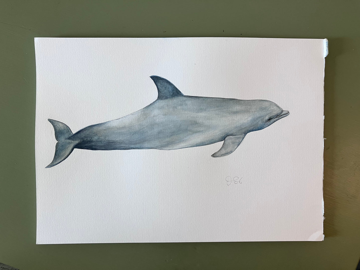 Bottlenose dolphin | Flasknosdelfin | Tursiops truncatus