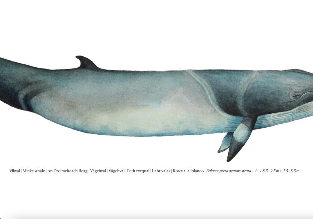 Vikval | Minke whale