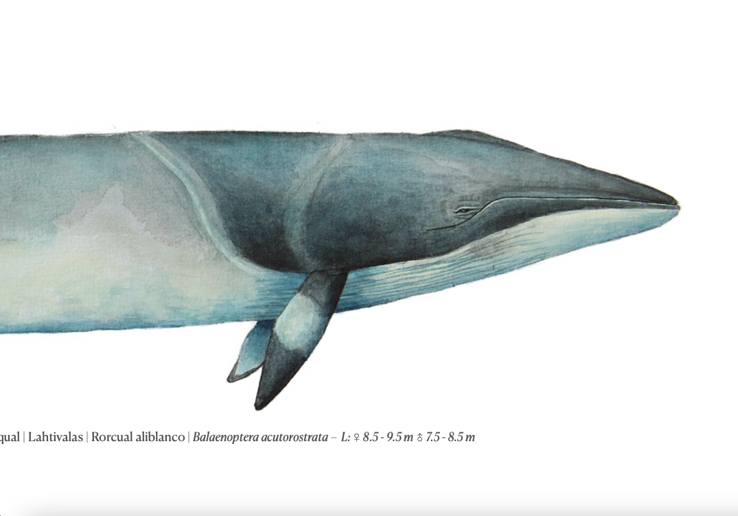 Vikval | Minke whale