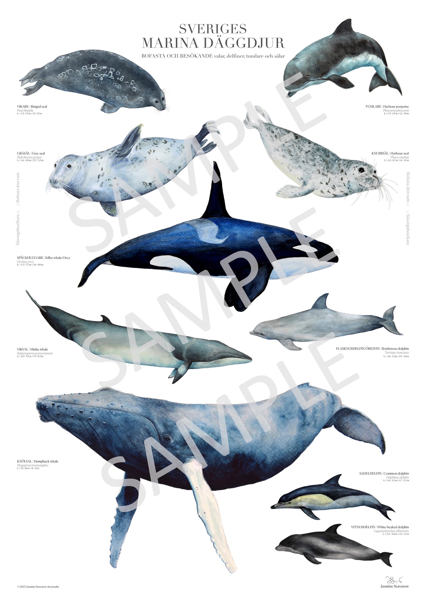 Sveriges Marina däggdjur | Marine mammals of Sweden