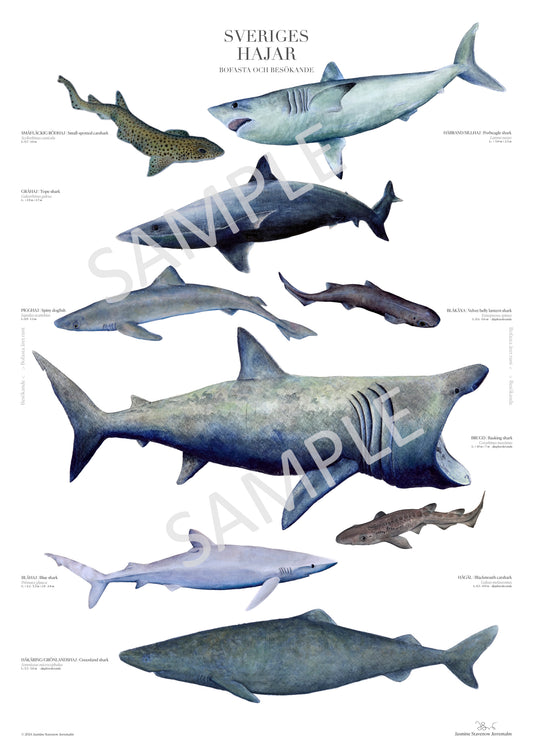 Sveriges Hajar | Sharks of Sweden
