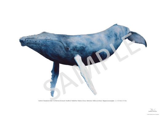 Knölval | Humpback whale