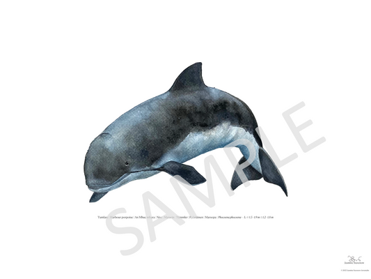 Tumlare | Harbour porpoise