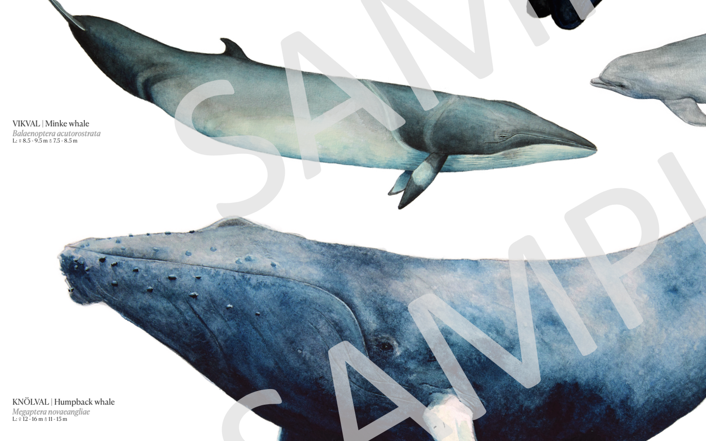 Sveriges Marina däggdjur | Marine mammals of Sweden