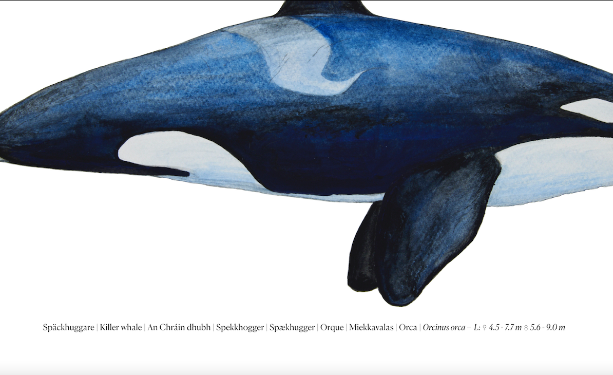 Späckhuggare | Killer whale