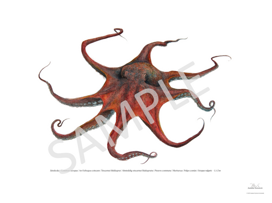 Jättekrake | Common octopus