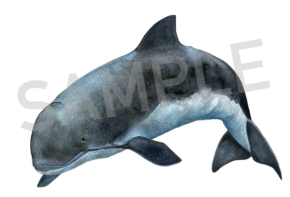 Tumlare | Harbour porpoise