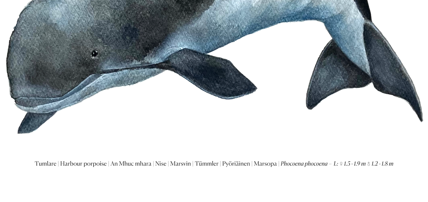 Tumlare | Harbour porpoise