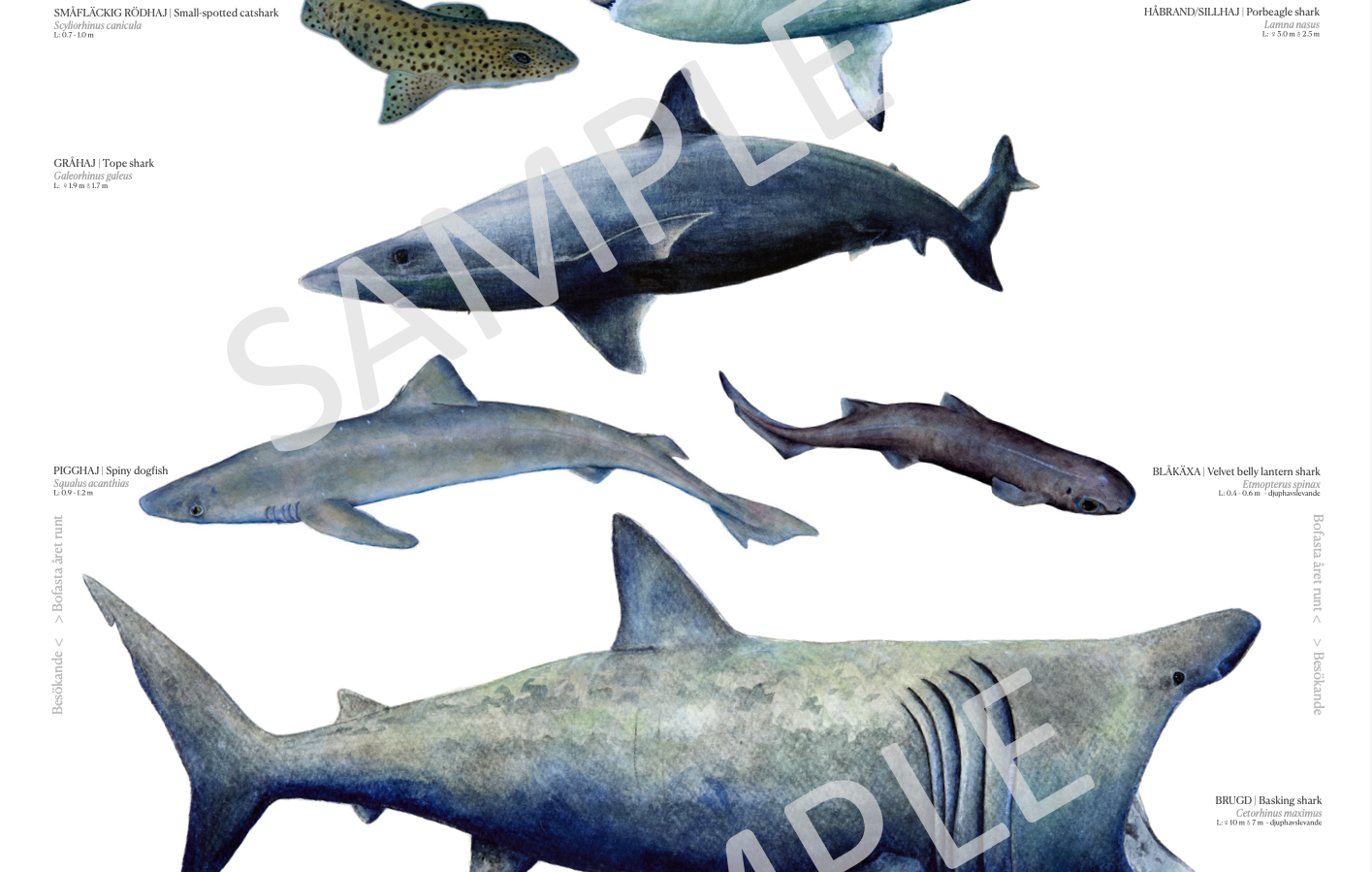 Sveriges Hajar | Sharks of Sweden