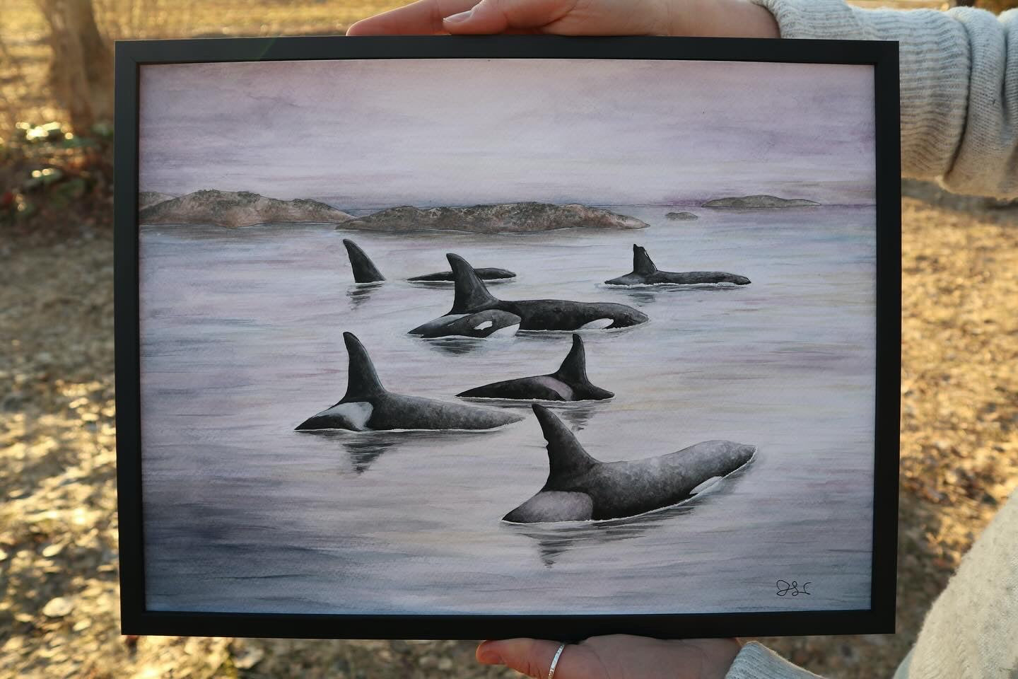 Sveriges Späckhuggare | Killer whales of Sweden