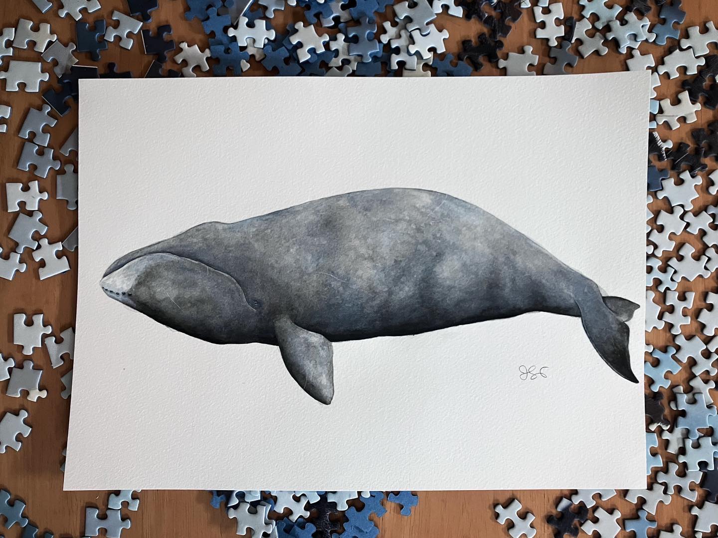 Bowhead whale | Grönlandsval | Balaena mysticetus