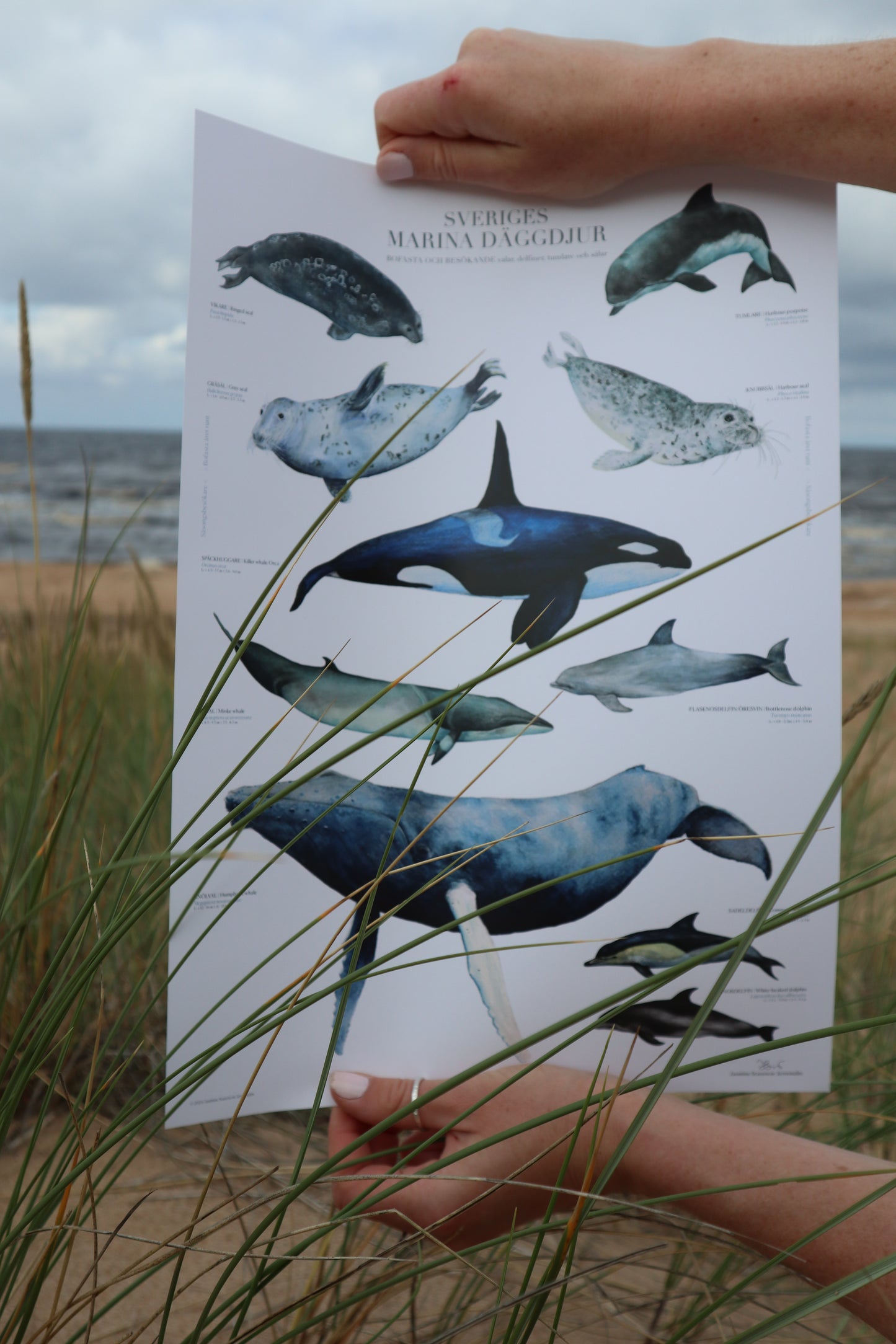 Sveriges Marina däggdjur | Marine mammals of Sweden