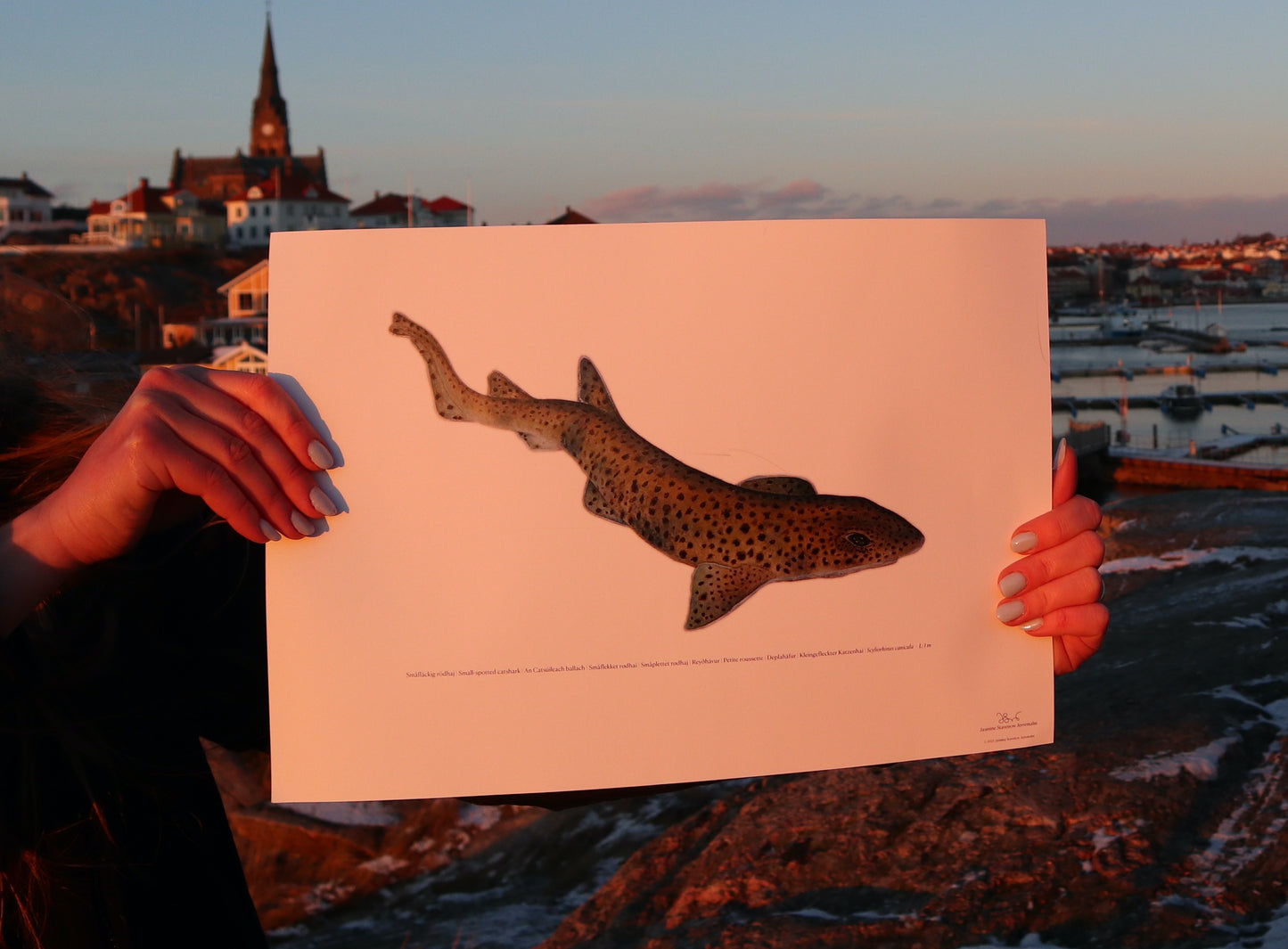 Småfläckig rödhaj | Small-spotted catshark