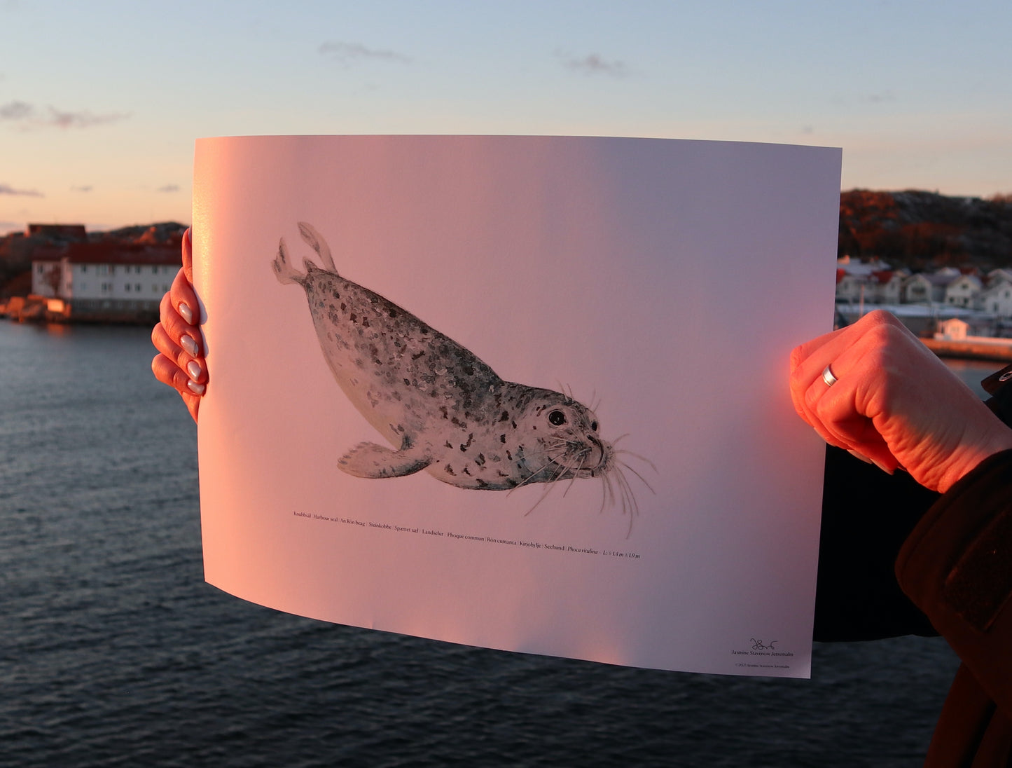 Knubbsäl | Harbour seal