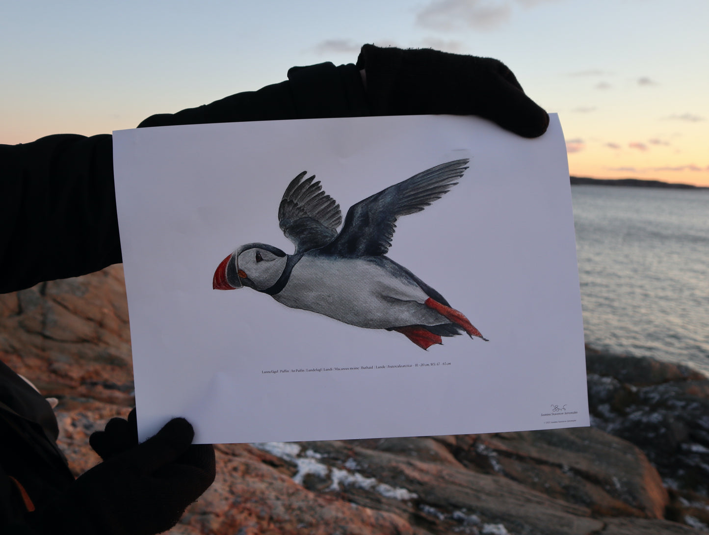 Lunnefågel | Atlantic puffin