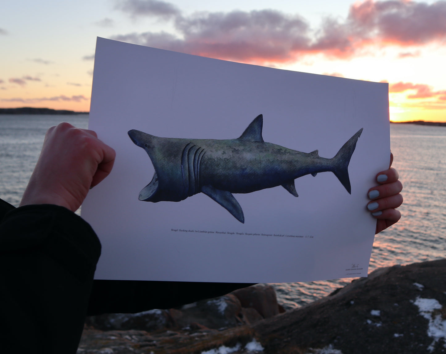 Brugd | Basking shark