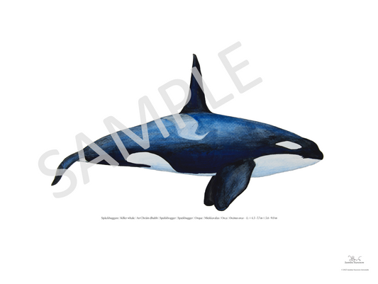 Späckhuggare | Killer whale