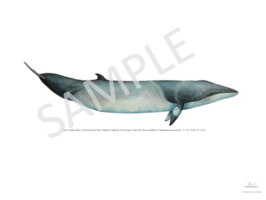 Vikval | Minke whale