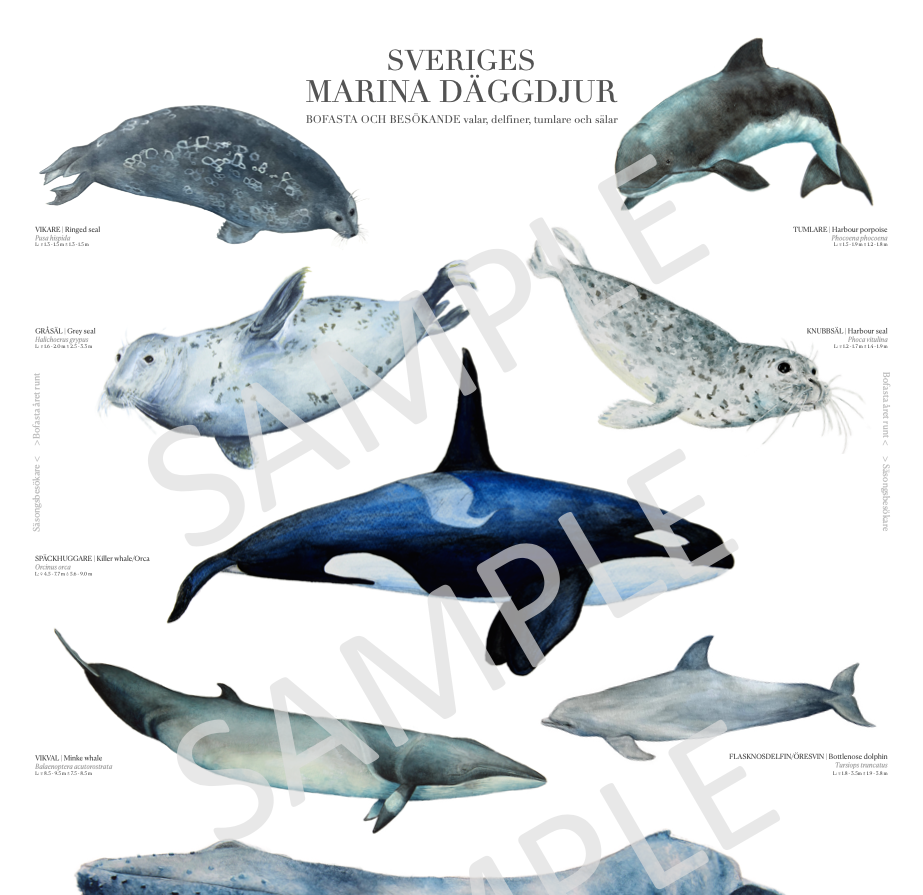 Sveriges Marina däggdjur | Marine mammals of Sweden