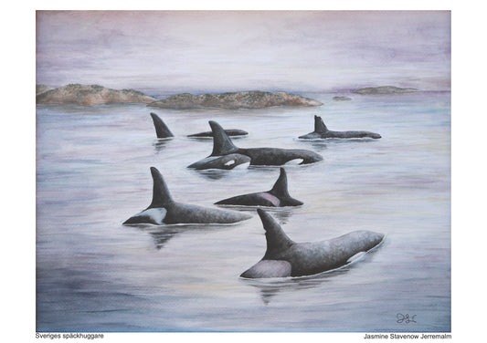 Sveriges Späckhuggare | Killer whales of Sweden