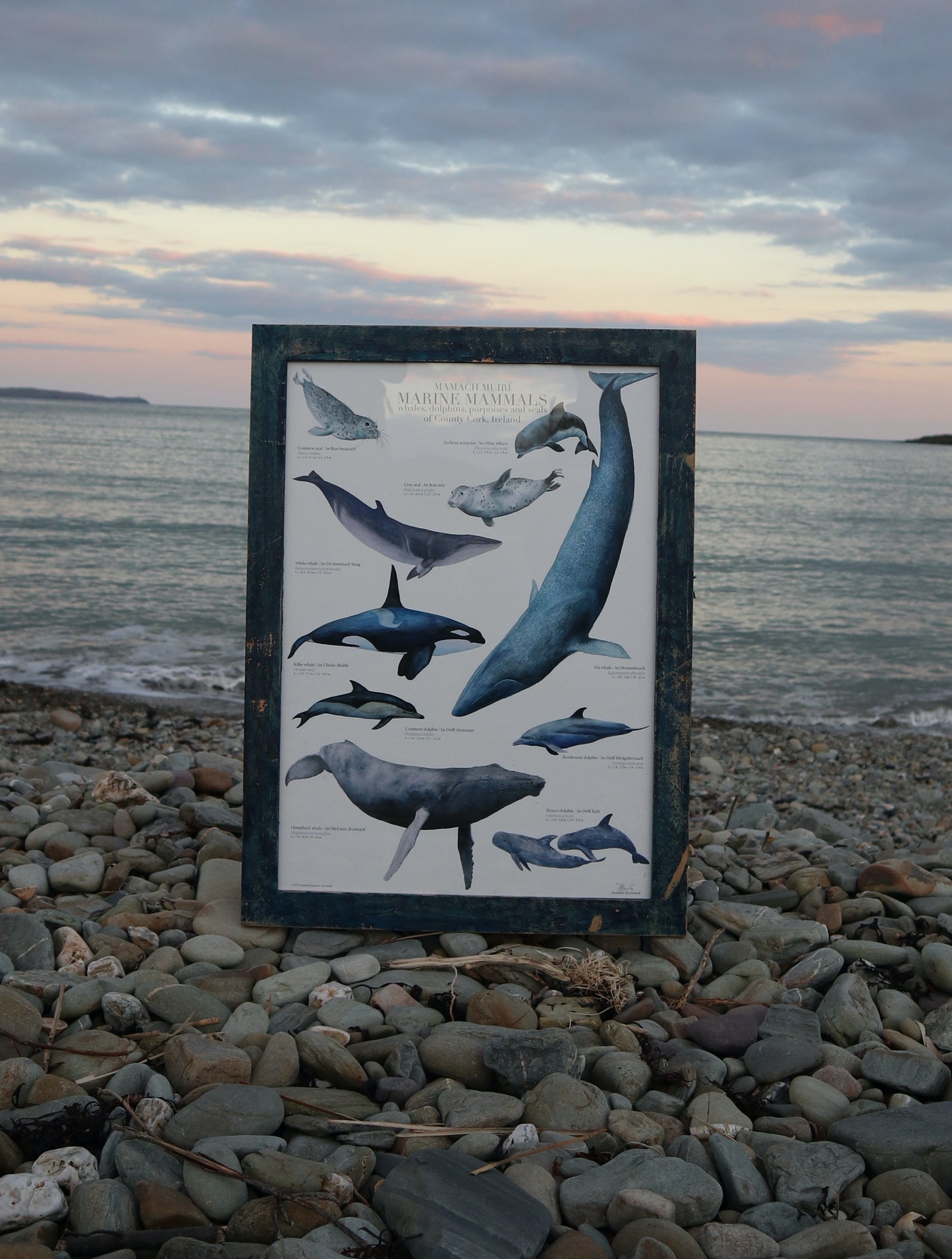 Mamach muirí | Marine mammals of Co. Cork, Ireland