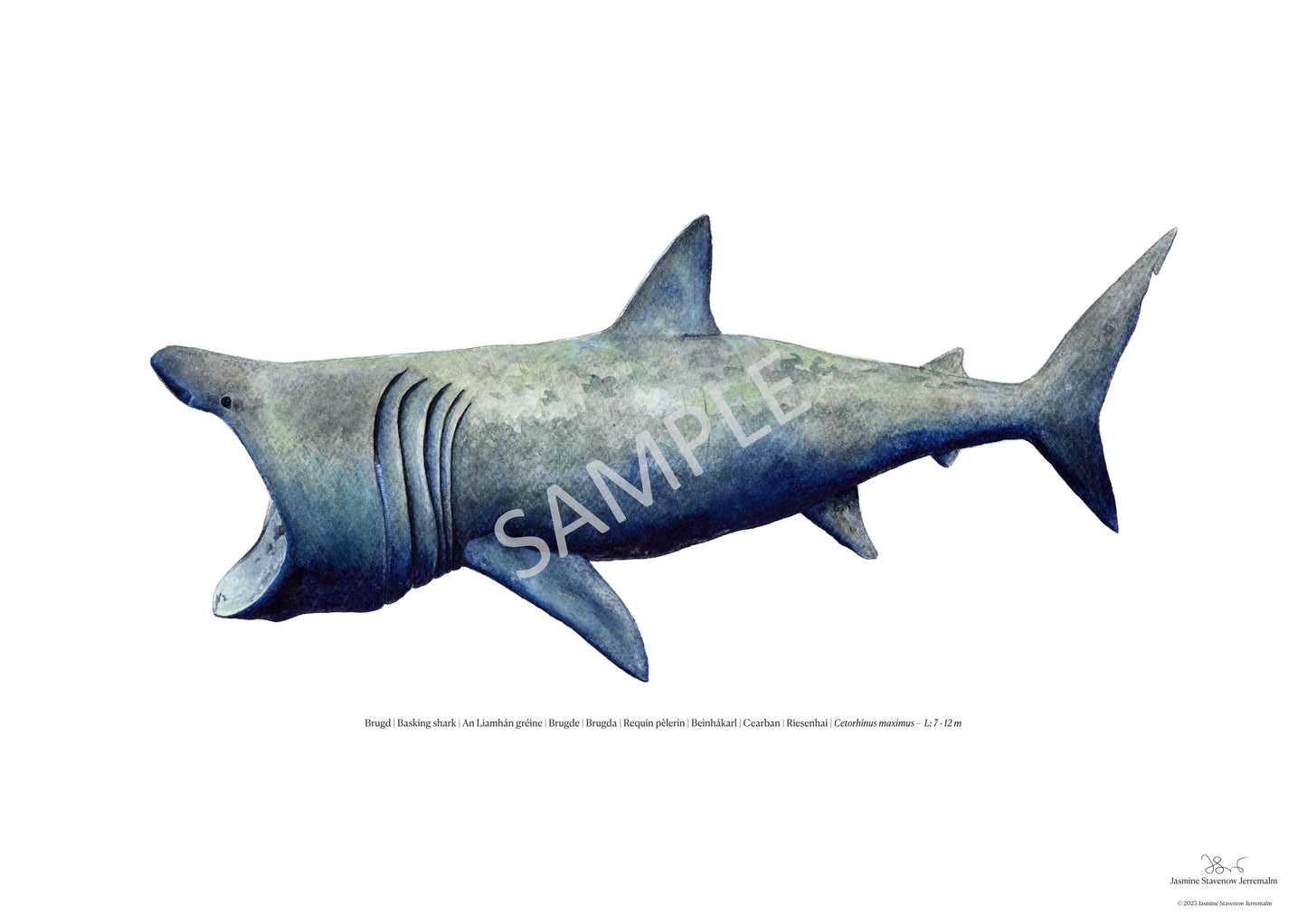 Brugd | Basking shark