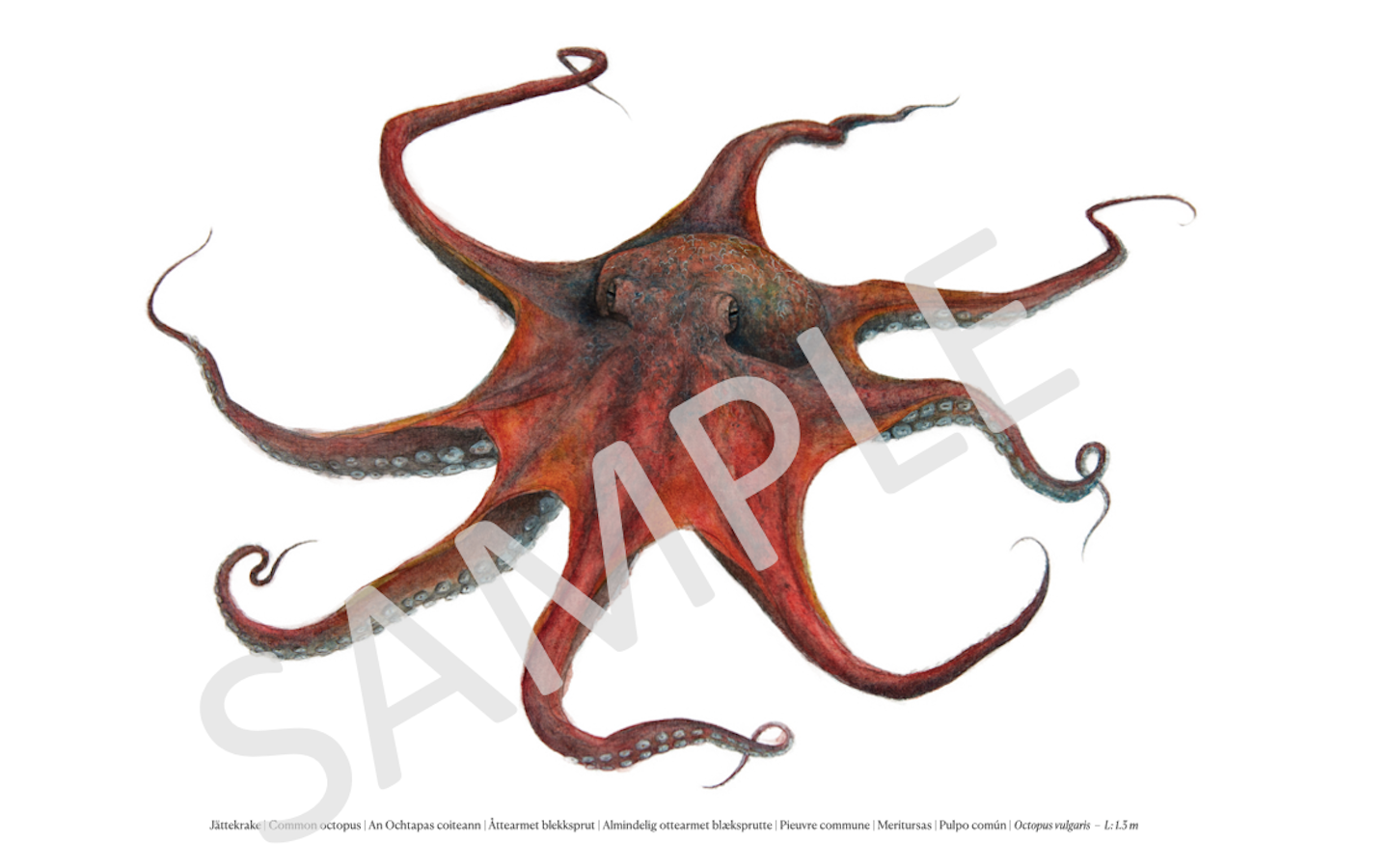 Jättekrake | Common octopus