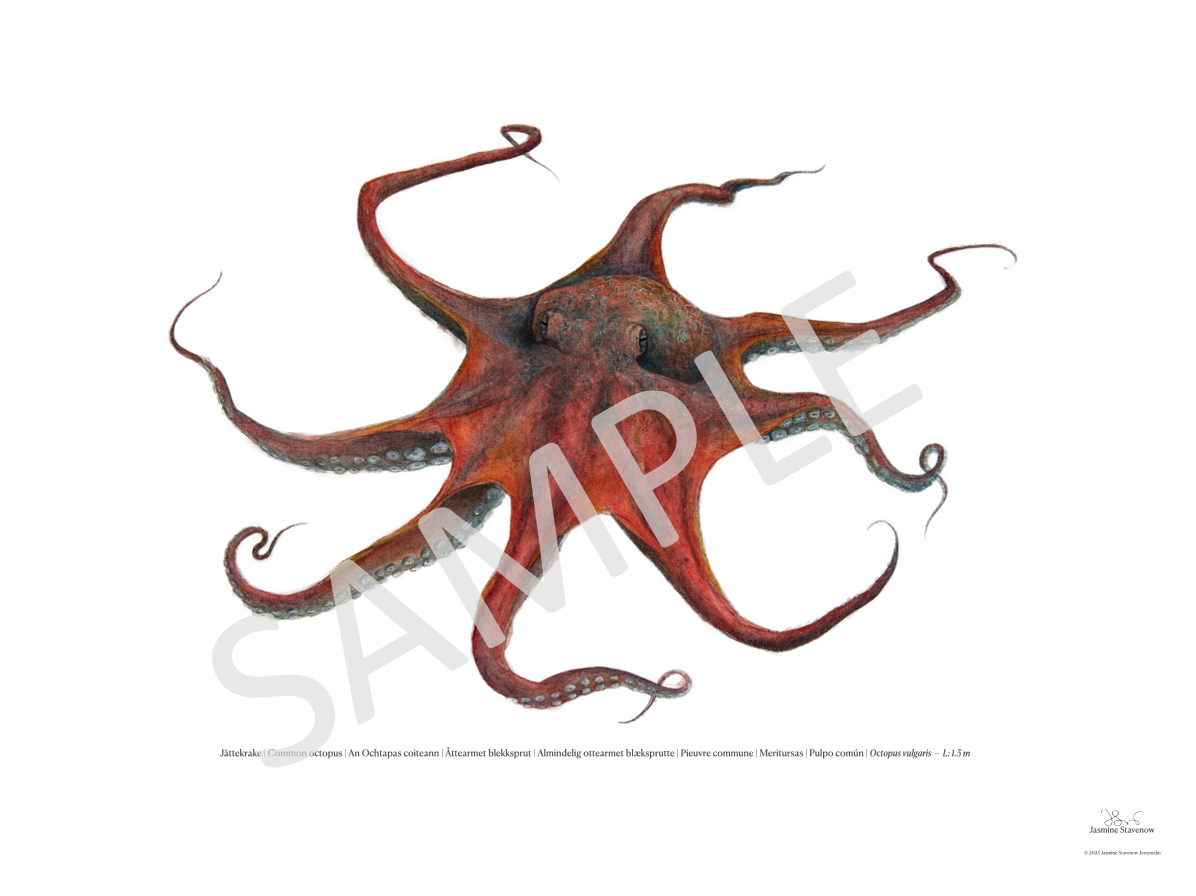 Jättekrake | Common octopus