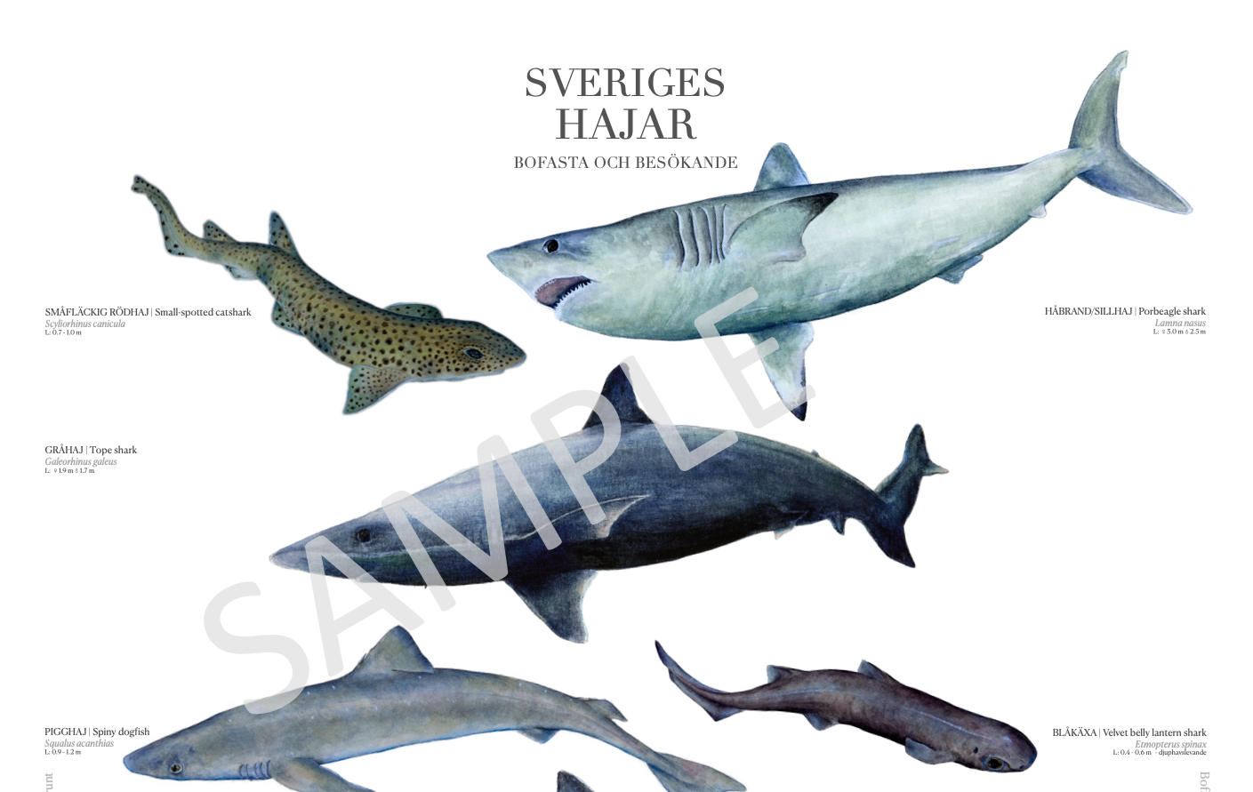 Sveriges Hajar | Sharks of Sweden
