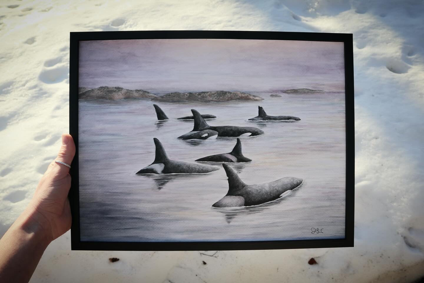 Sveriges Späckhuggare | Killer whales of Sweden